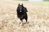 SCHIPPERKE 457